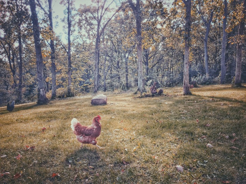 Processed with Snapseed. Processed with VSCO with p5 preset